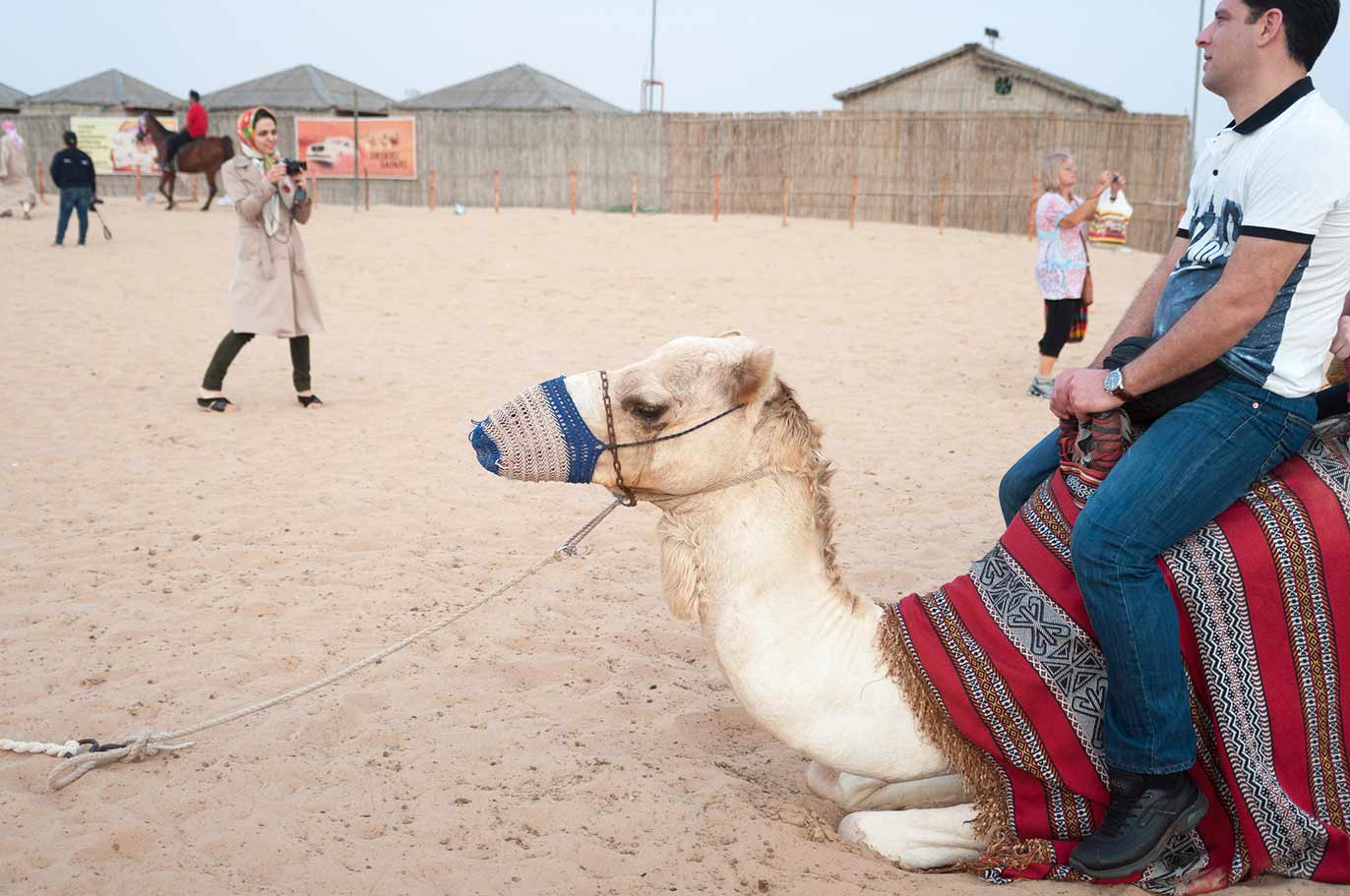 Camel